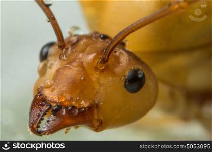 Macro Ants on Plants