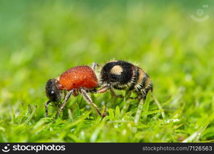 Macro Ants on Plants