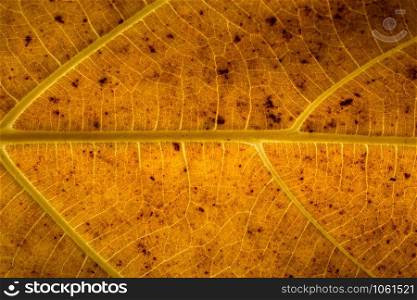 Macro background, dried leaf pattern