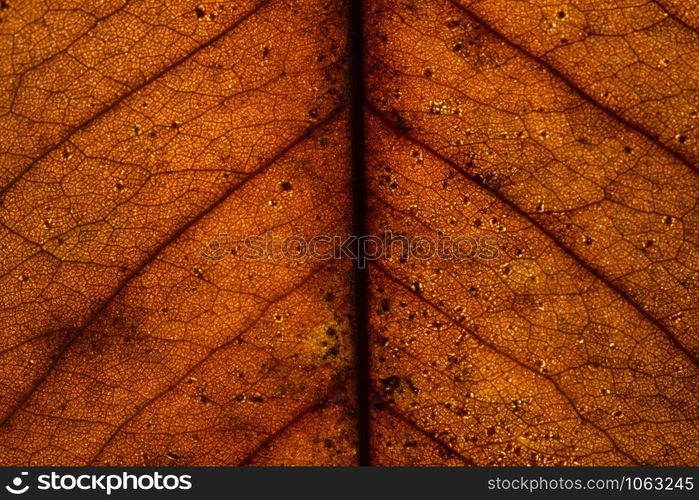 Macro background, dried leaf pattern