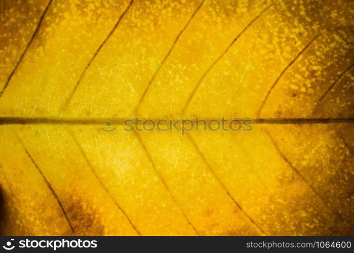 Macro background, dried leaf pattern
