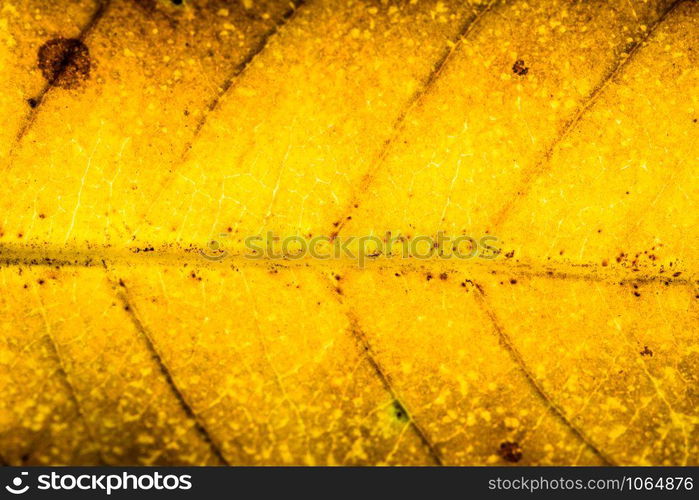 Macro background, dried leaf pattern