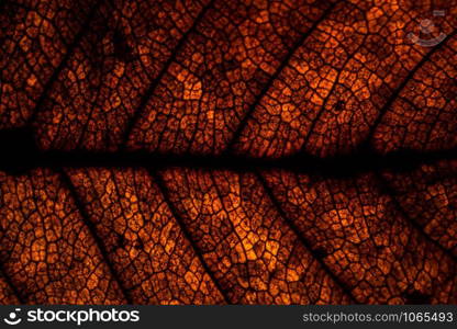 Macro background, dried leaf pattern