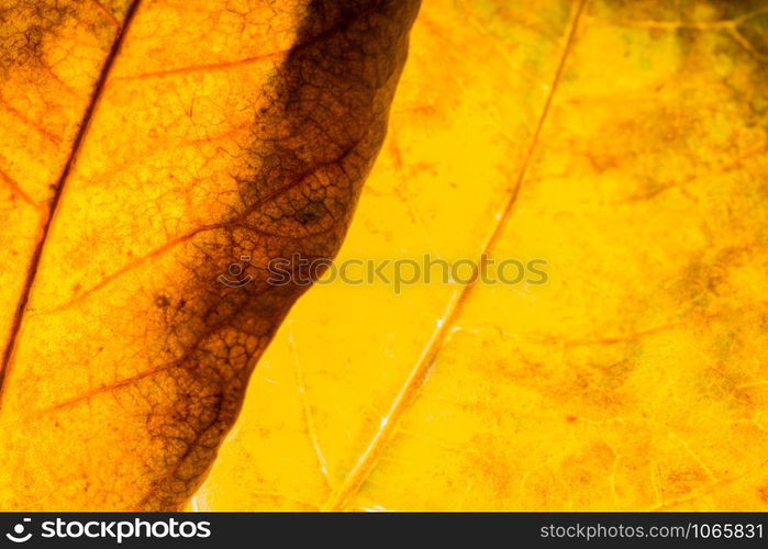 Macro background, dried leaf pattern
