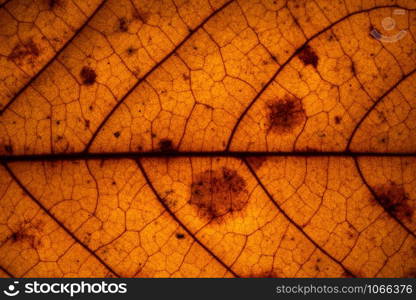 Macro background, dried leaf pattern