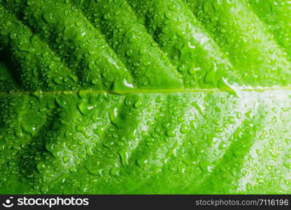 Macro background drops on green leaves