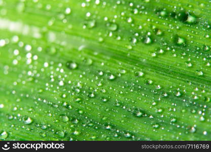 Macro background drops on green leaves