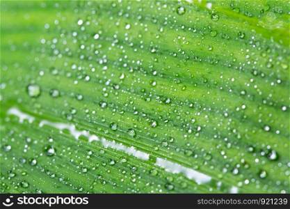 Macro background drops on green leaves