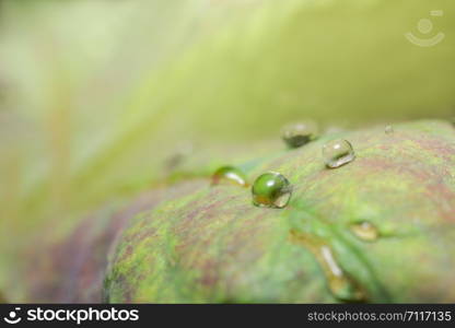 Macro background drops on leaf