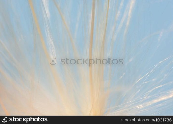 Macro background, grass flower hair