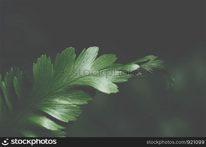 Macro background leaves dark tones