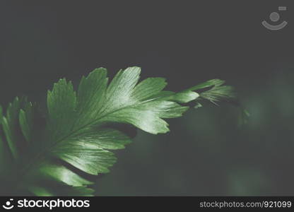 Macro background leaves dark tones