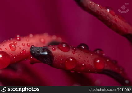 Macro background, lotus