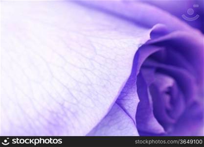 macro background of beautiful violet roses
