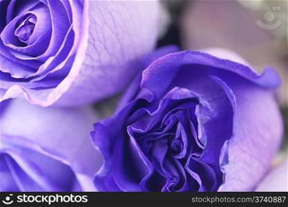 macro background of beautiful violet roses