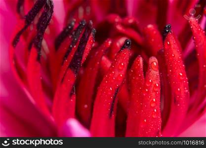 Macro background of water drops on red lotus