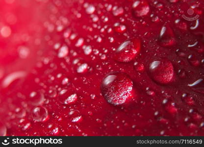 Macro background of water drops on red rose petals.
