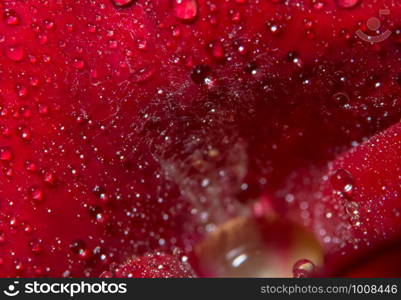 Macro background of water drops on red roses