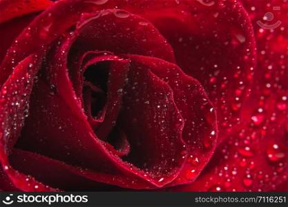 Macro background of water drops on red roses