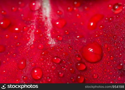 Macro background of water drops on red roses