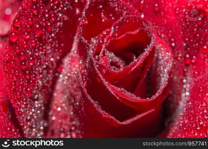Macro background of water drops on red roses