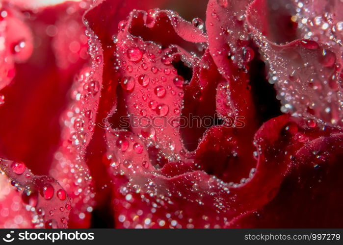 Macro background of water drops on red roses