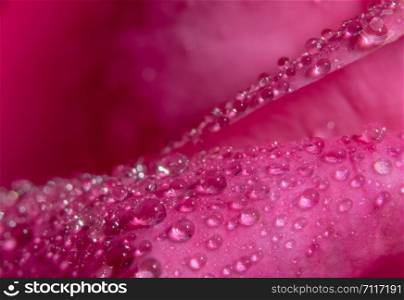 Macro background of water drops on rose petals