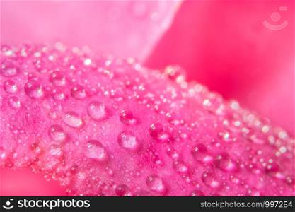 Macro background of water drops on rose petals