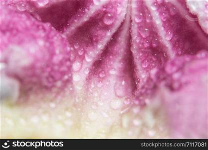 Macro background on water flower petals