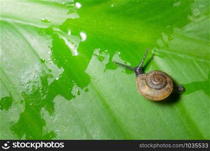 Macro background, snail on leaf