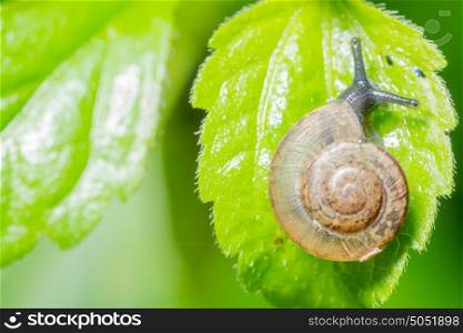 Macro background, snail on leaf
