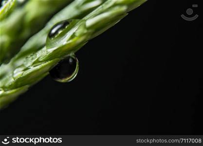 Macro background, water drops on green plants