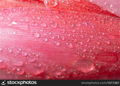 Macro background, water drops on pink flowers