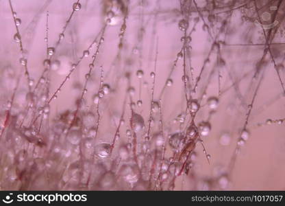 Macro background, water drops on wild flowers