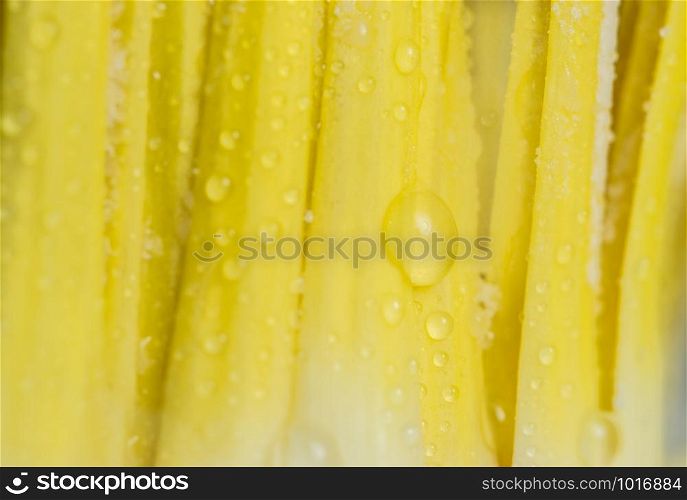 Macro background, water drops on yellow flower petals.