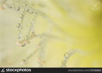 Macro background, water drops on yellow flower petals.