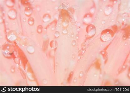 Macro background, water drops, pink flower petals.