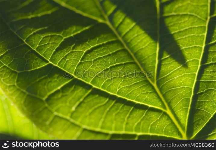 Macro Backlit Leaf Detail