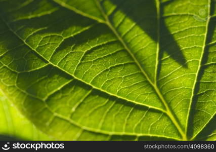 Macro Backlit Leaf Detail