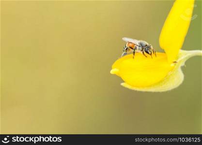 macro bee