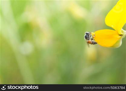 macro bee