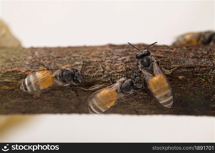 macro bee and honeycomb nature