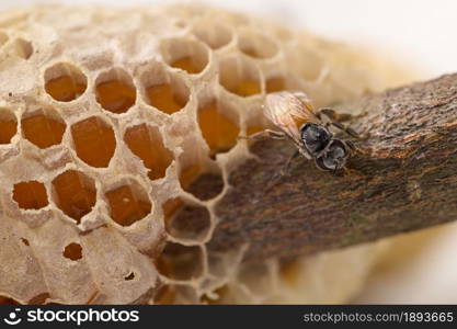 macro bee and honeycomb nature