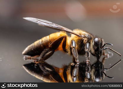 Macro bee black background