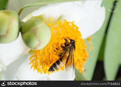 Macro bee looking for nectar on the flowers.