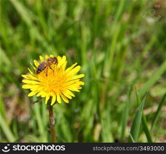 macro bee on yellow dandelion flower