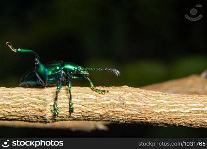 Macro Beetle on plant