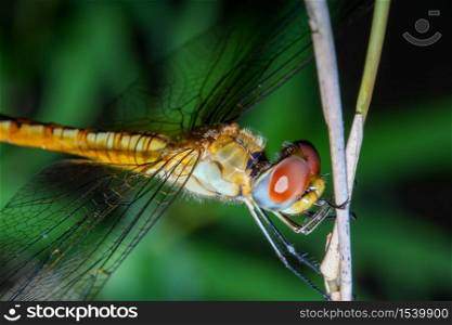 Macro Big dragonfly on stick bamboo in forest at thailand