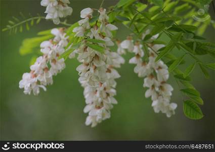 Macro Branch of Acacia Flowers in spring time. Branch of Acacia Flowers in spring time