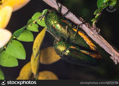 Macro Buprestidae Nature Black Background